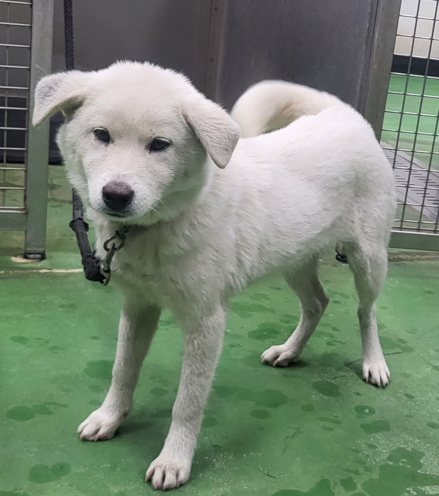 제천시 동물보호센터_443440202300388